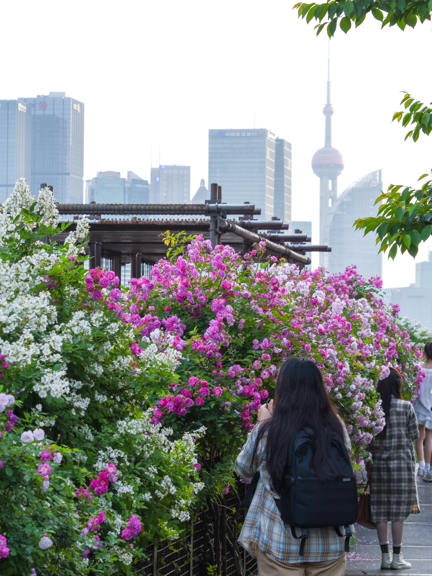 来自杨浦滨江100万朵蔷薇花的春日浪漫🌸