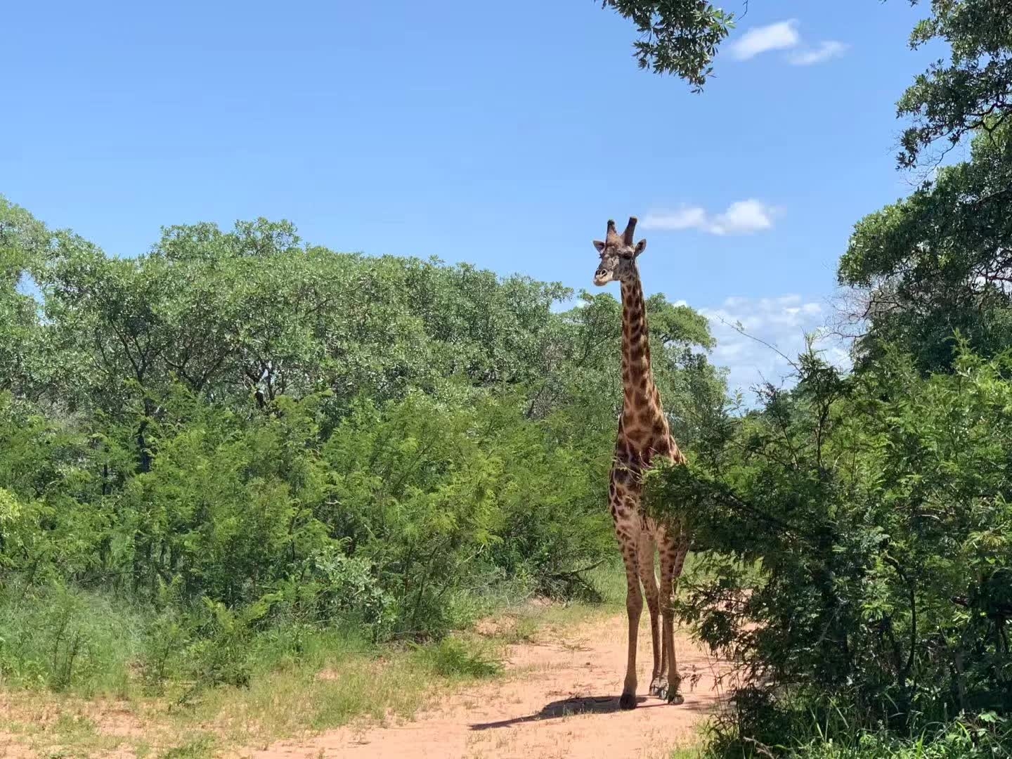南非约翰内斯堡的克鲁格公园让我体验到了非洲独特的风景，拥抱大自然，爱护我们身边的小伙伴。