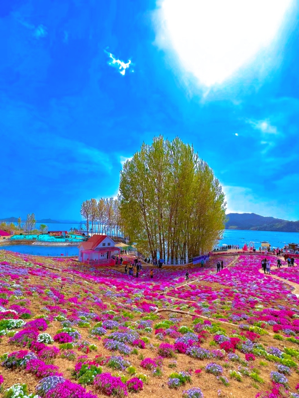 山花浪漫，湖湾微波，童话世界氛围感爆棚!漫山遍野的芝樱花粉紫