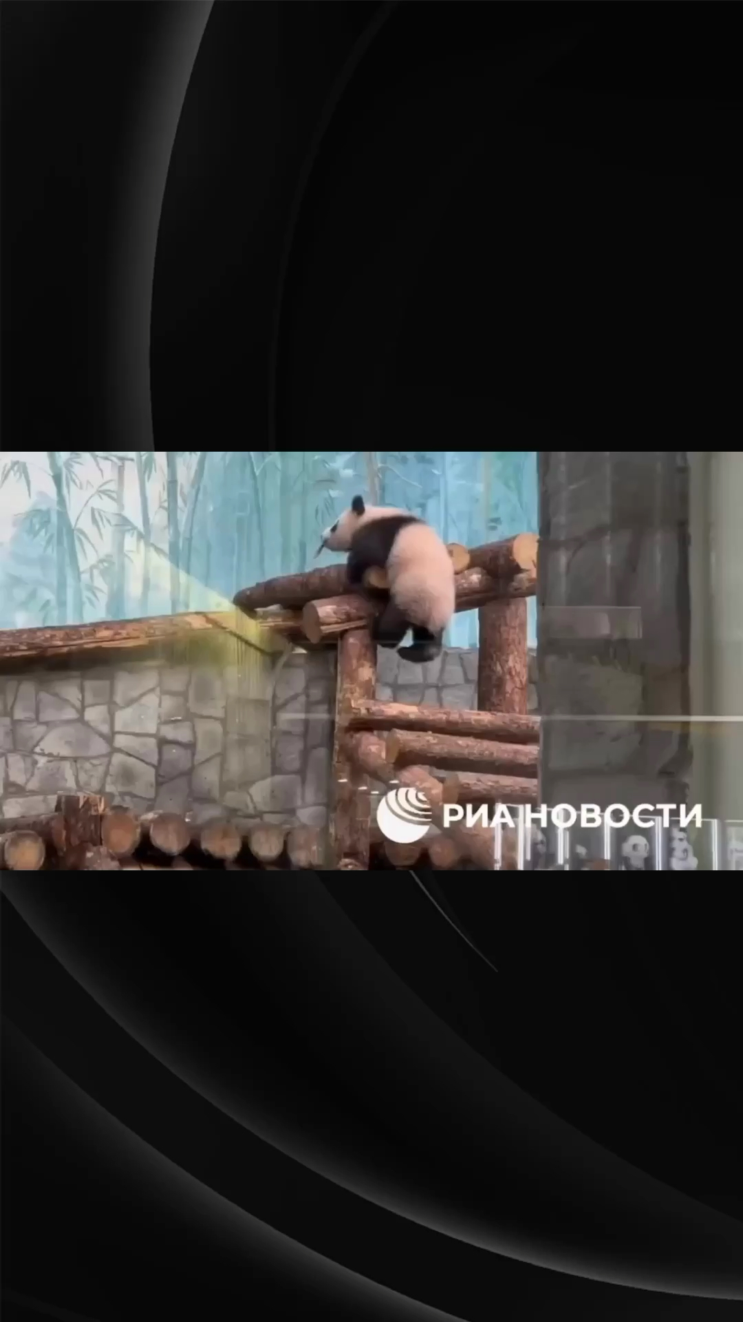 中俄友谊之花：莫斯科动物园大熊猫‘喀秋莎’亮相