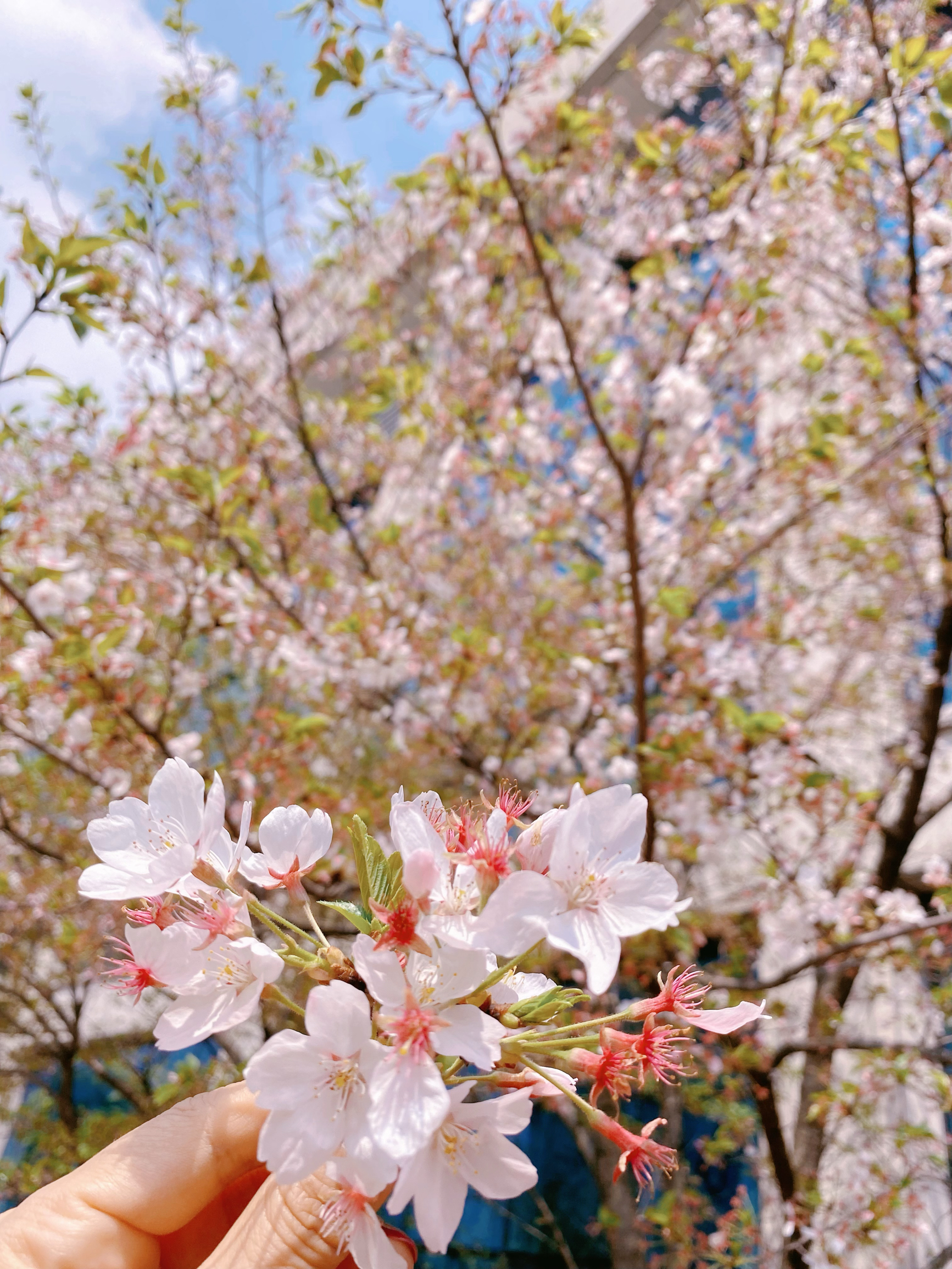 樱花落尽春将困🌸