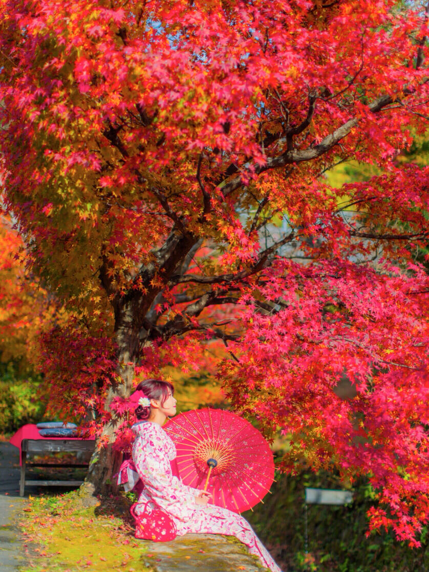 日本旅行|去日本看枫叶不能错过的地方