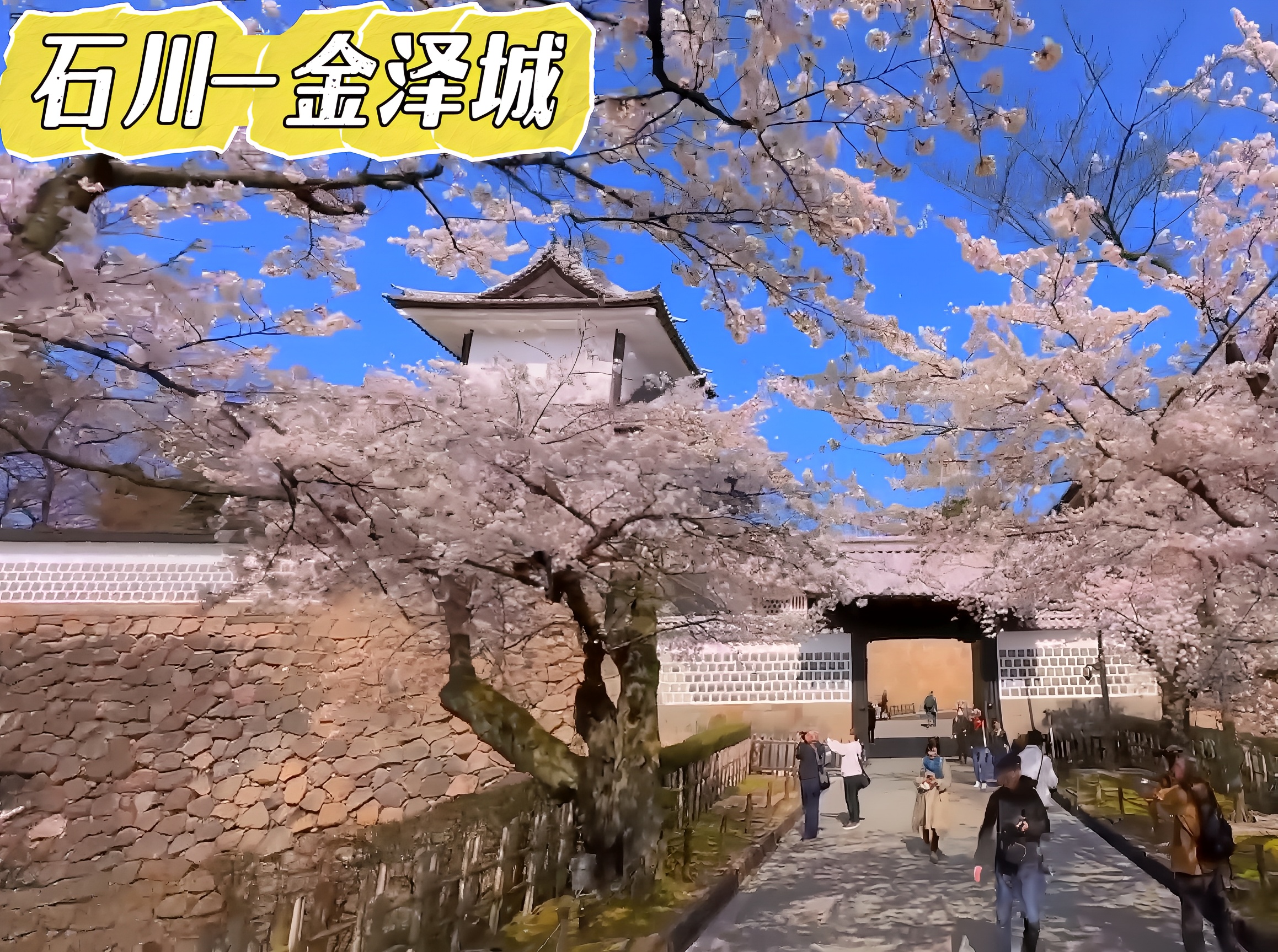 金泽城公园：春日樱花与古城的和韵交响 🏰🌸