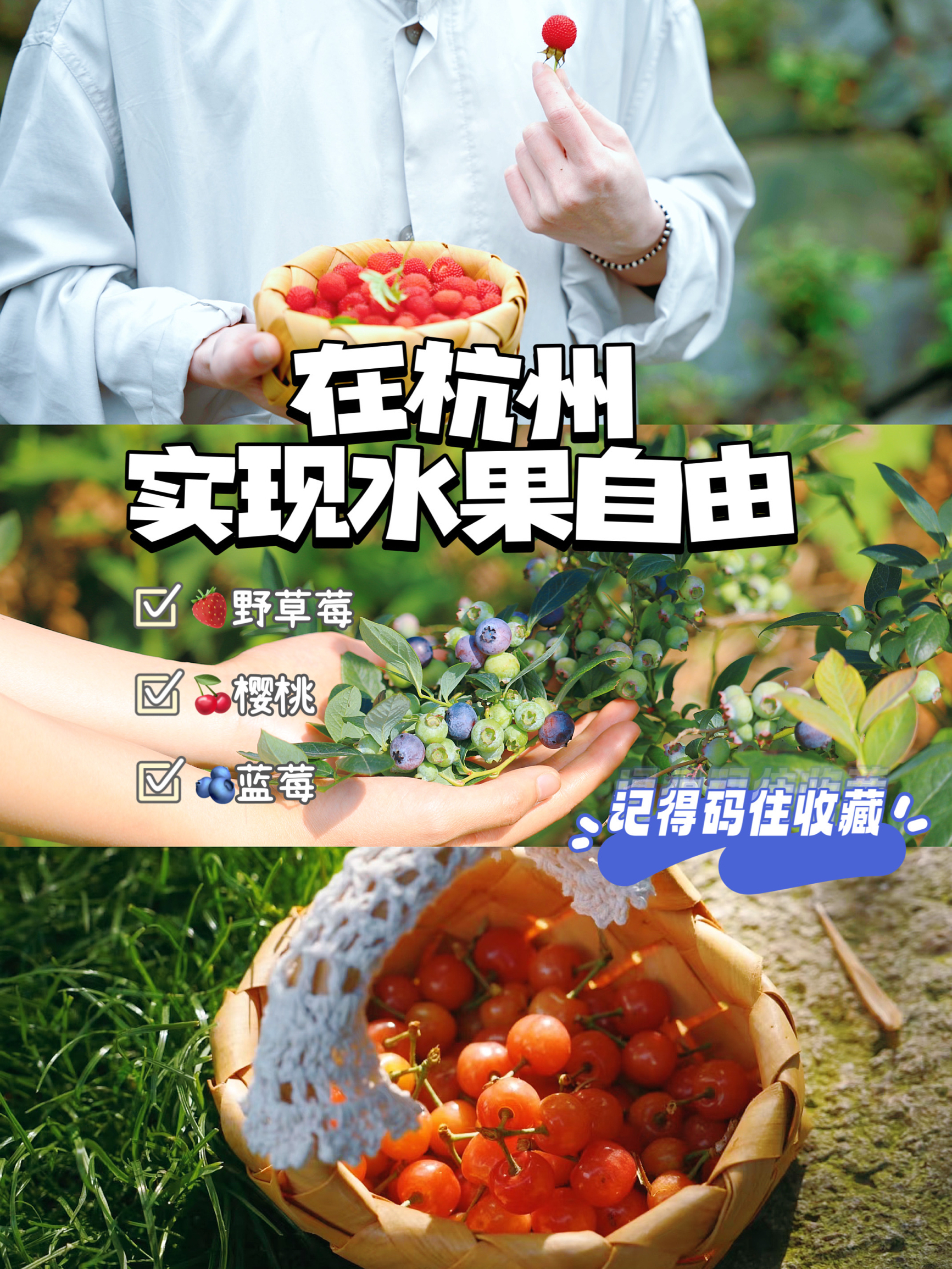 杭州野草莓预报🍓五一免费采摘啦（附攻略）
