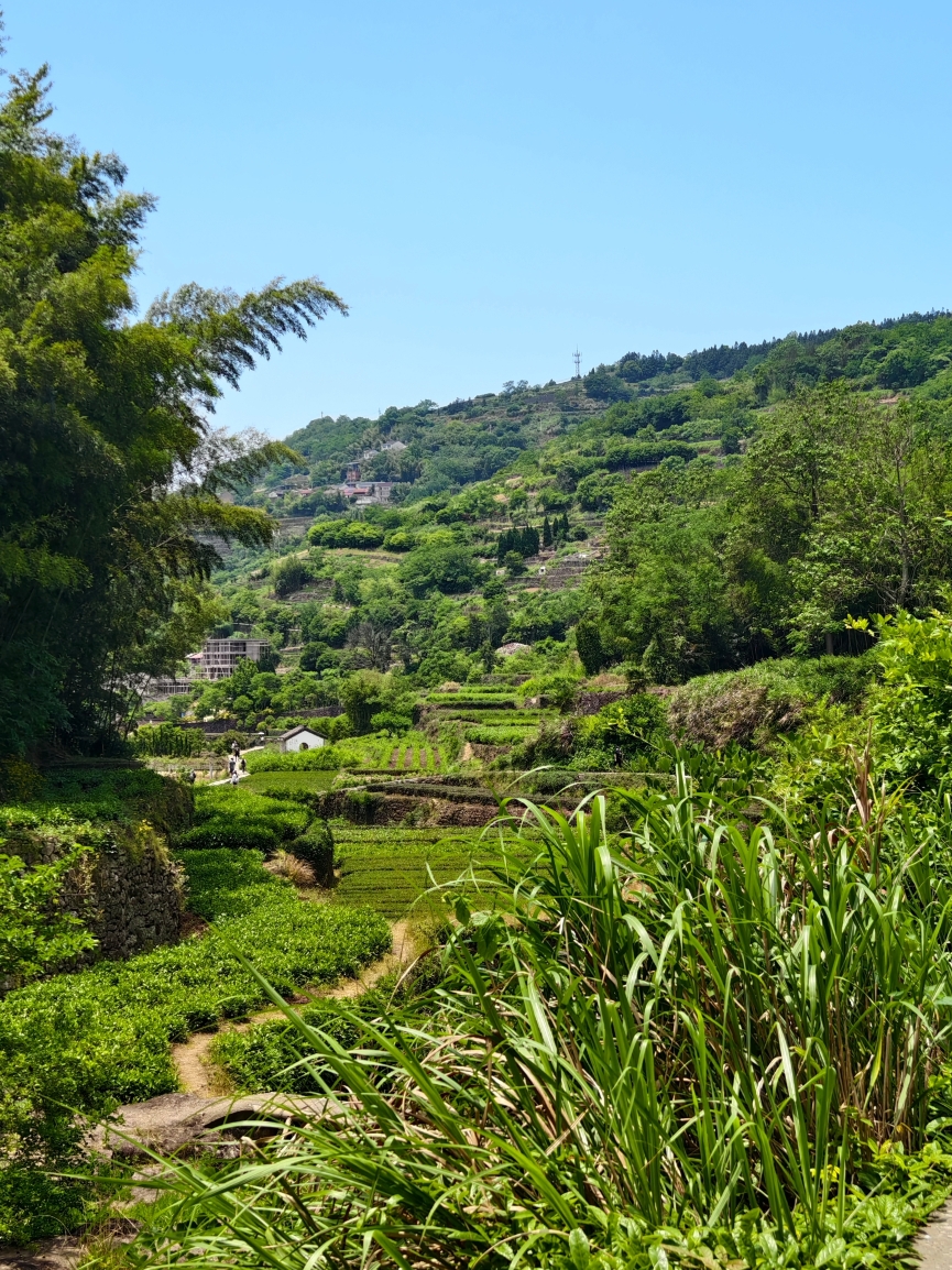 新昌山及云民宿·蒸栗