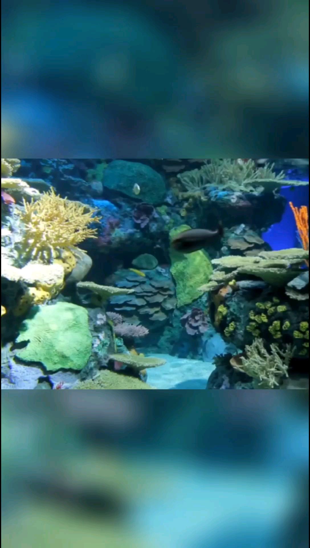 探索吉兰丹水族馆，畅游海洋奇观