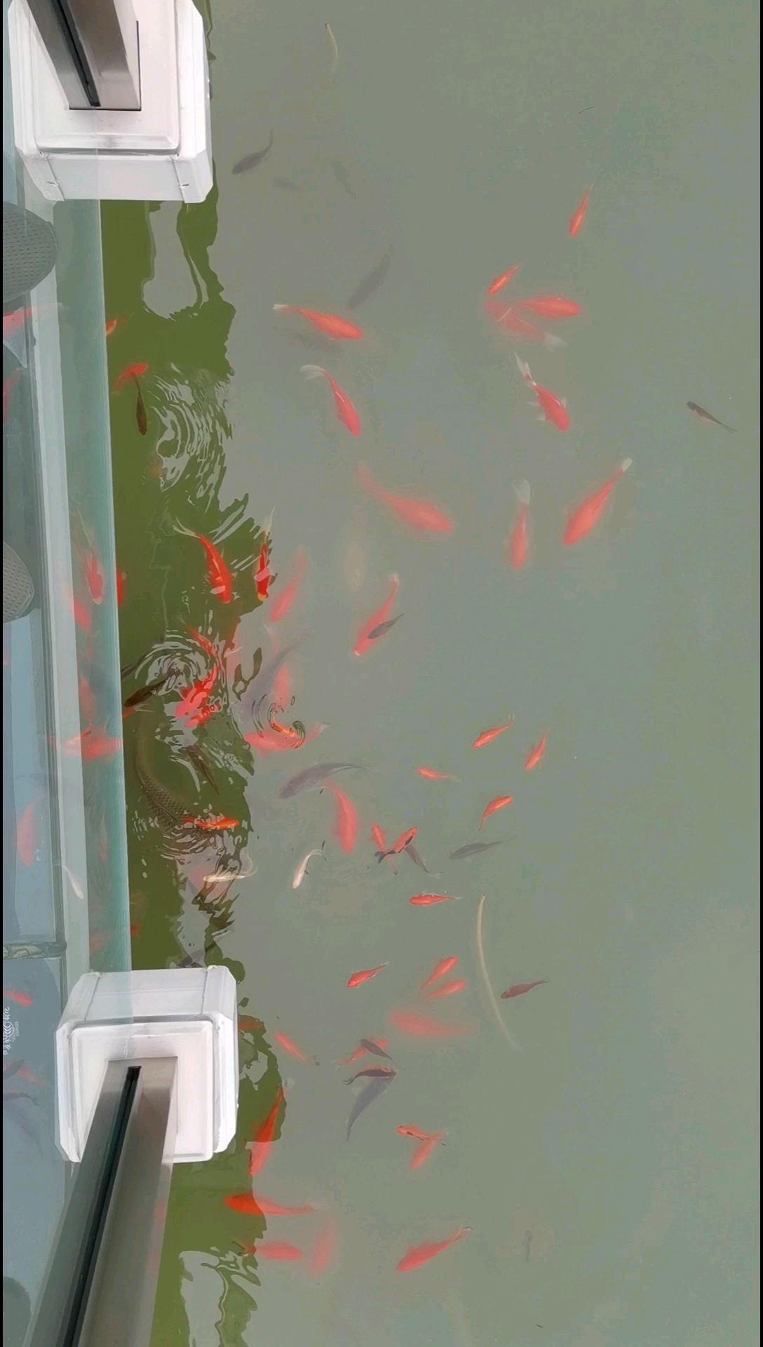 东河公园欣赏鱼儿争抢食物