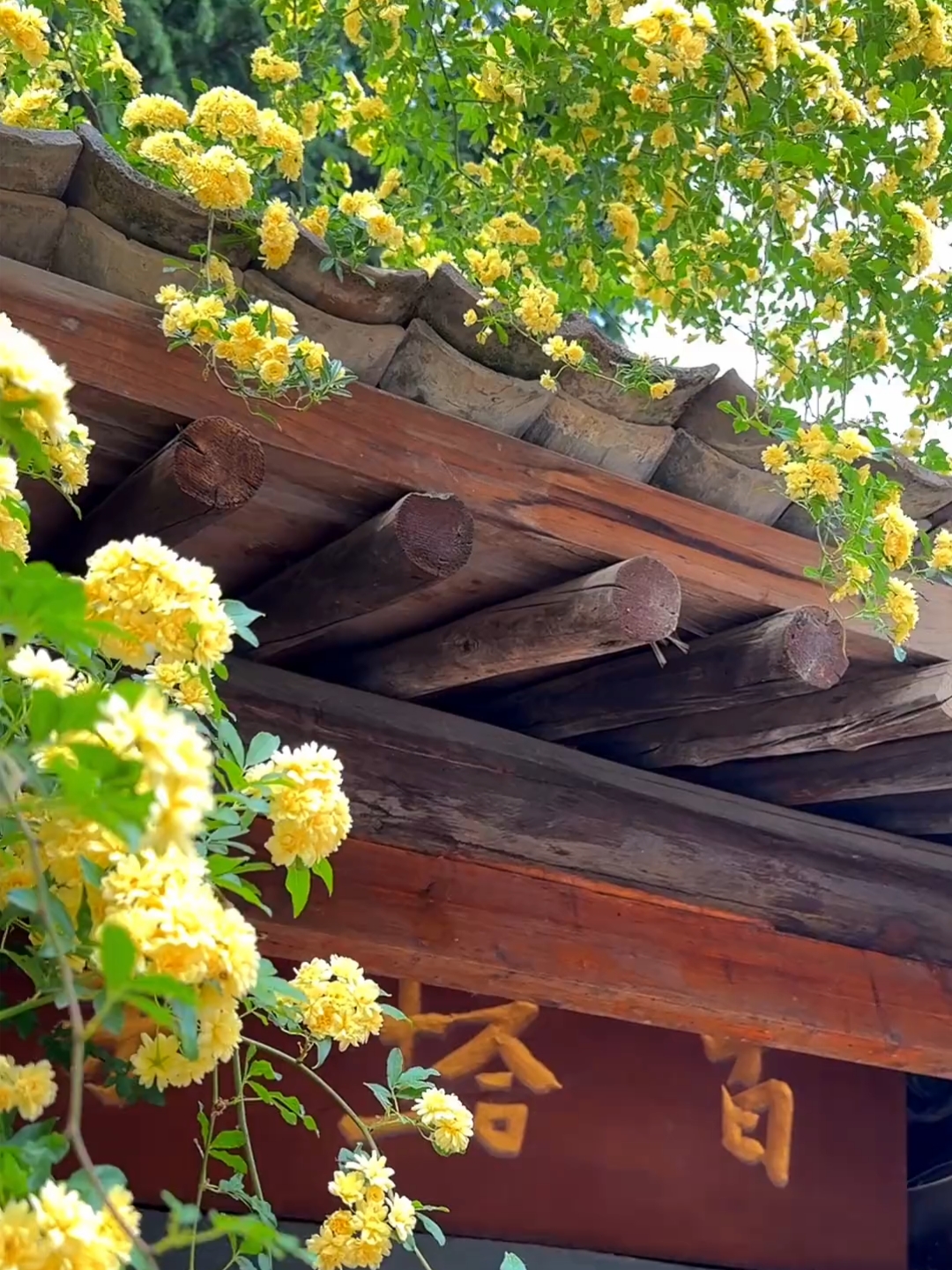 百塔寺的四月天～木香恰好盛开。