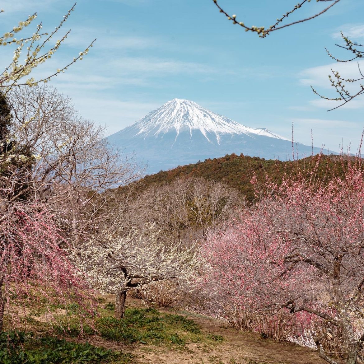 富士市岩本山公园是位于静冈县富士市的一处自然美景地，以其宁静的环境、丰富的绿色植被以及提供的多样化活