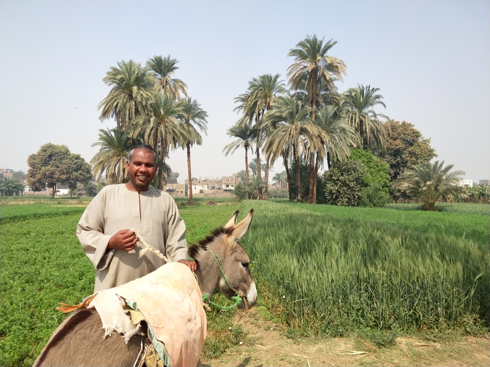 埃及沙漠绿洲乡村骑驴游记