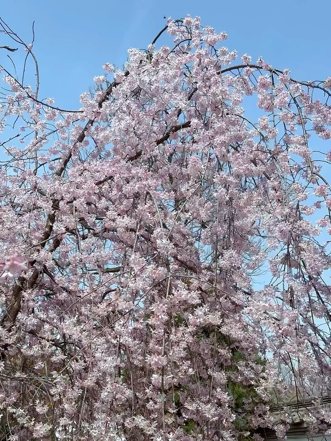 青龙寺的樱花🌸瀑布 | 期待西安的樱花花海