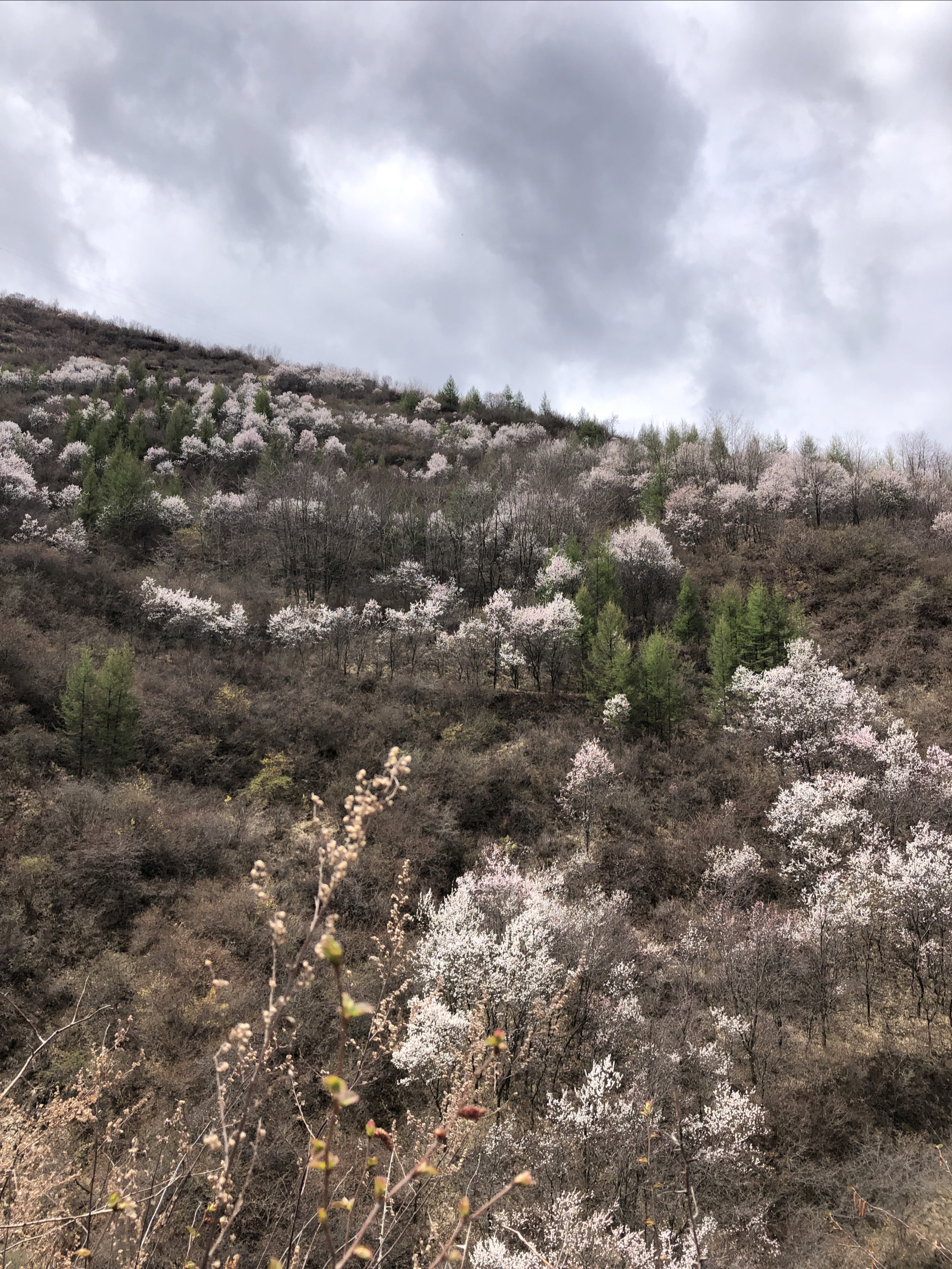 官鹅沟山花烂漫