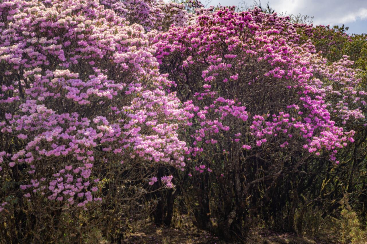 🌸五一出行，小众却美丽的西昌等你来！🚗