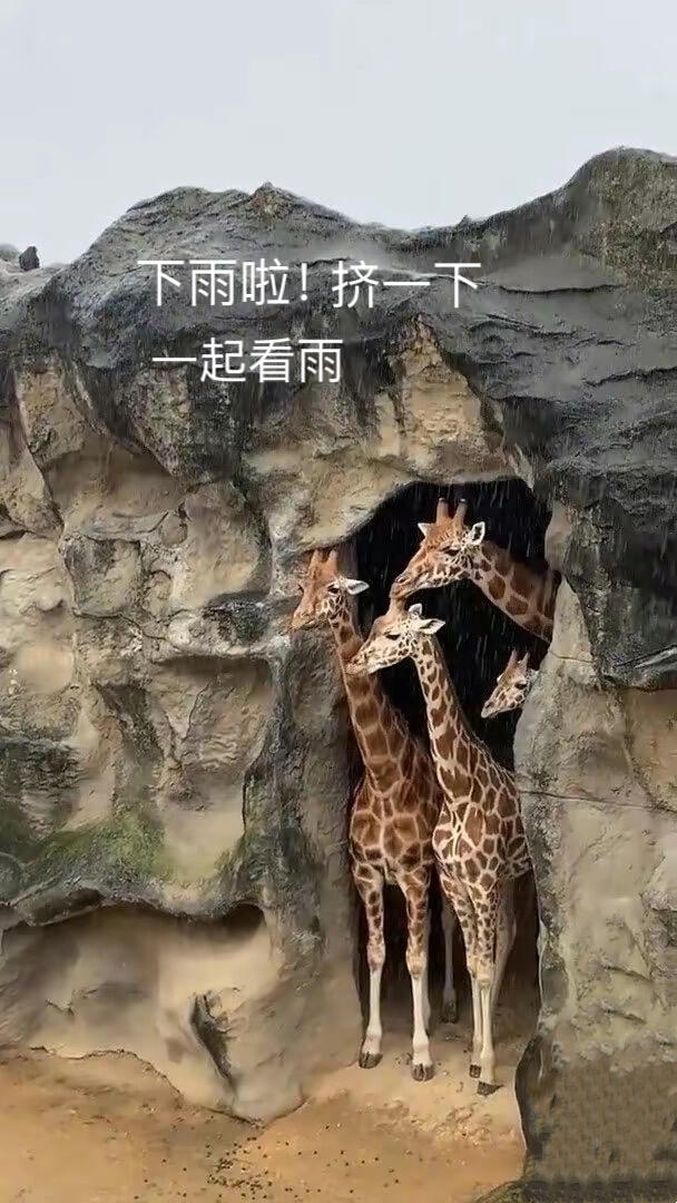 广州动物园长颈鹿
