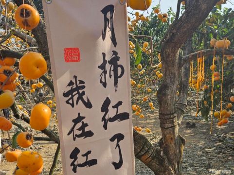 中国柿子博览园