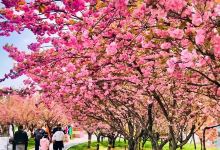 樱花公园景点图片