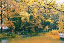 黄岩区九峰桃花潭中心纪念林景点图片
