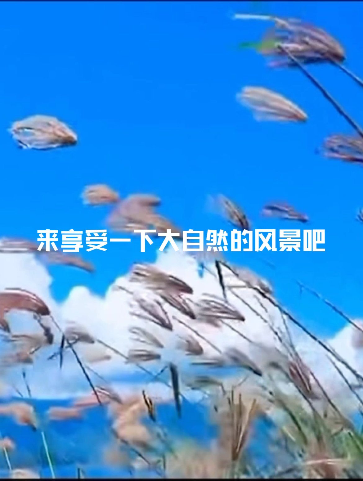 唯美风景视频素材 一起享受大自然的美 治愈系风景