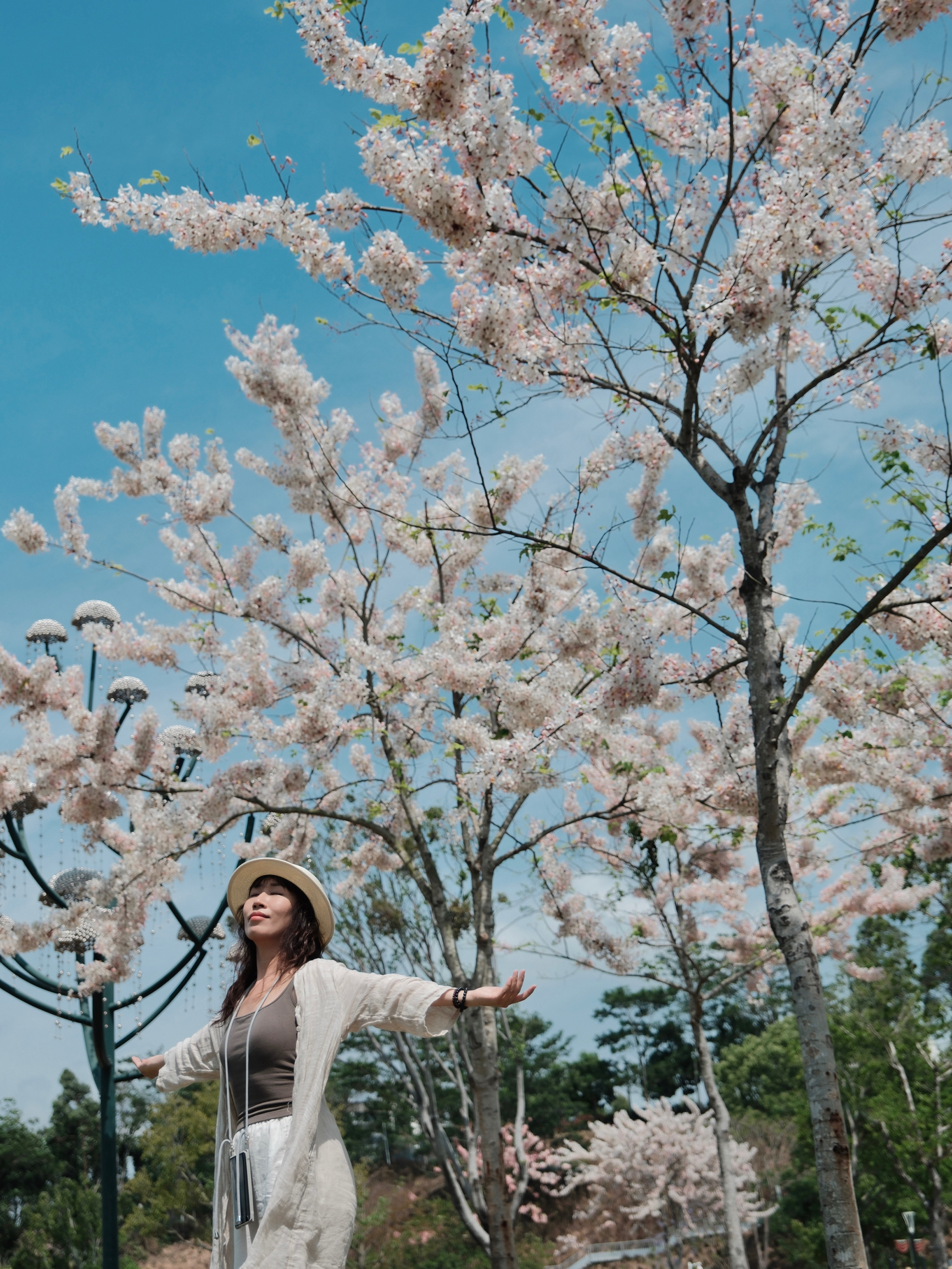 深圳的樱花开好了｜到这个宝藏公园走起吧