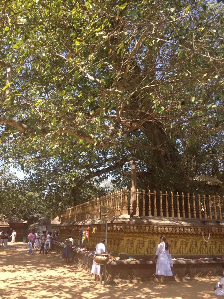 斯里兰卡之旅：凯拉尼亚大佛寺之菩提树