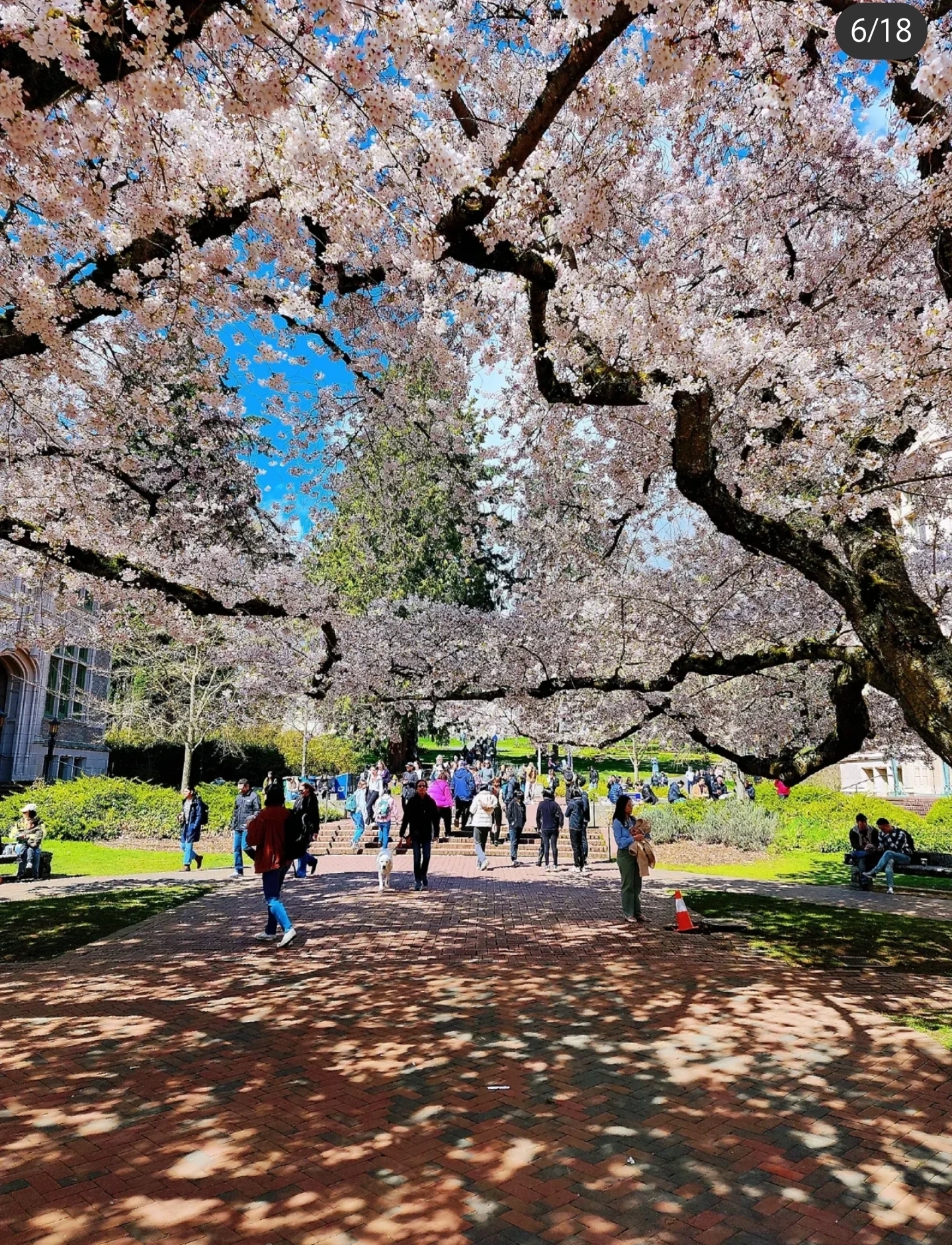 美国 | 樱花盛开，不得不打卡的华盛顿大学