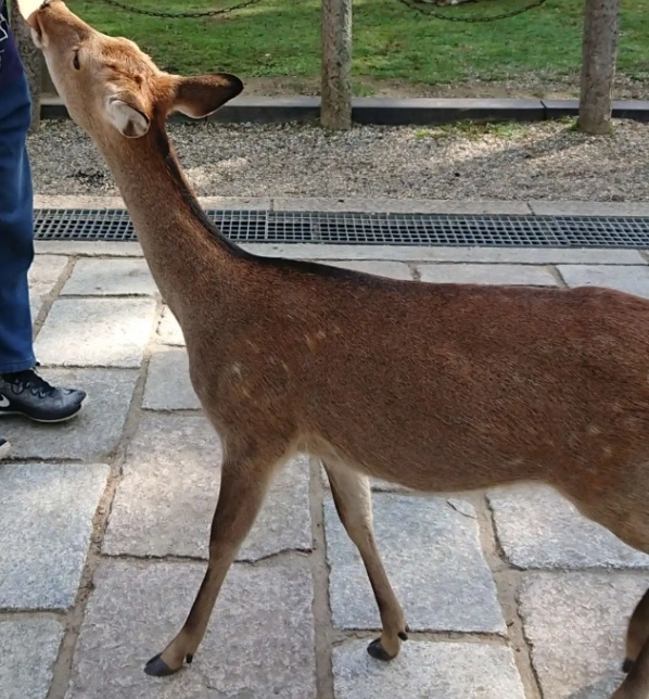 奈良喂鹿