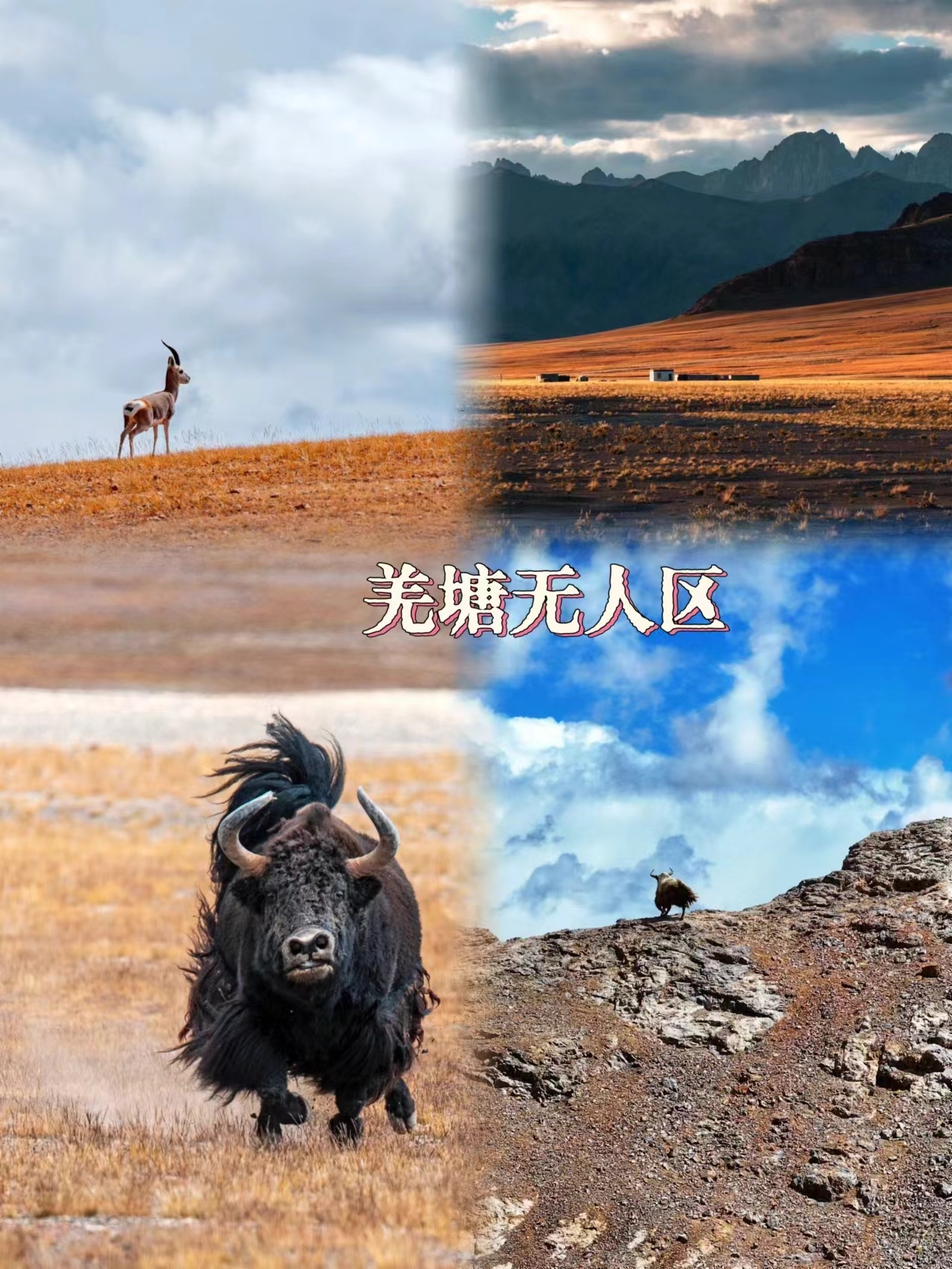 在藏北羌塘，有幸遇到了＂黄金神兽＂