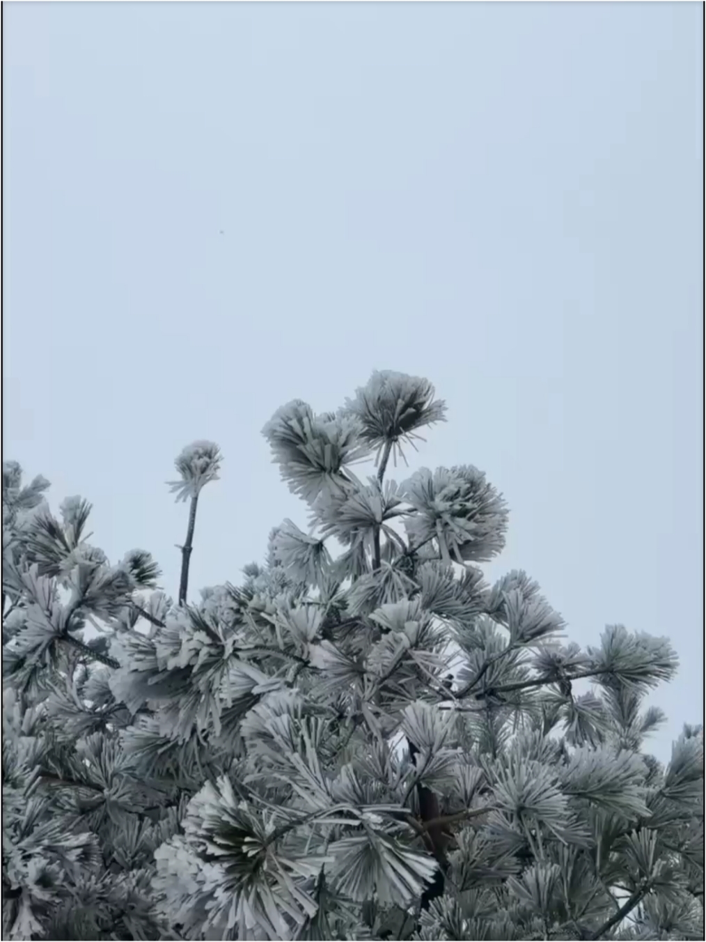 2024年我在福建的第一场雪呀❄