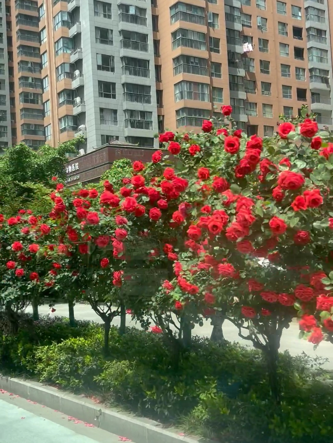 鲜花铺满上海路，你心动吗？
