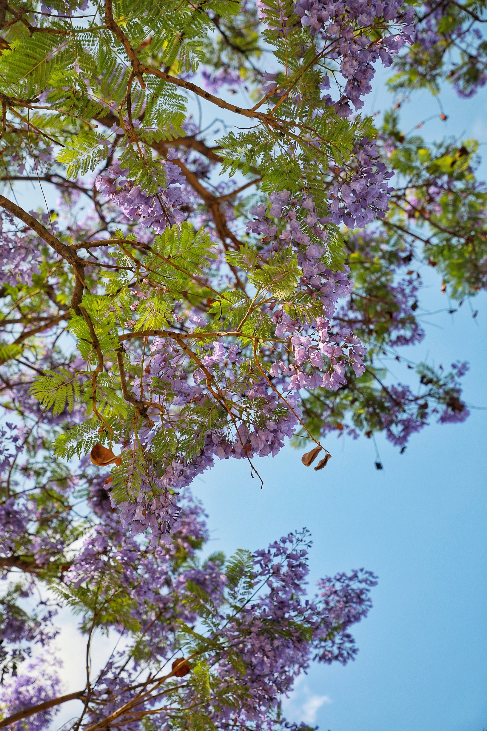 旅行 || 一春浪漫惊艳全城，一树紫色不负美，文山蓝花楹开了