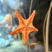 螃蟹好吃肉难拆