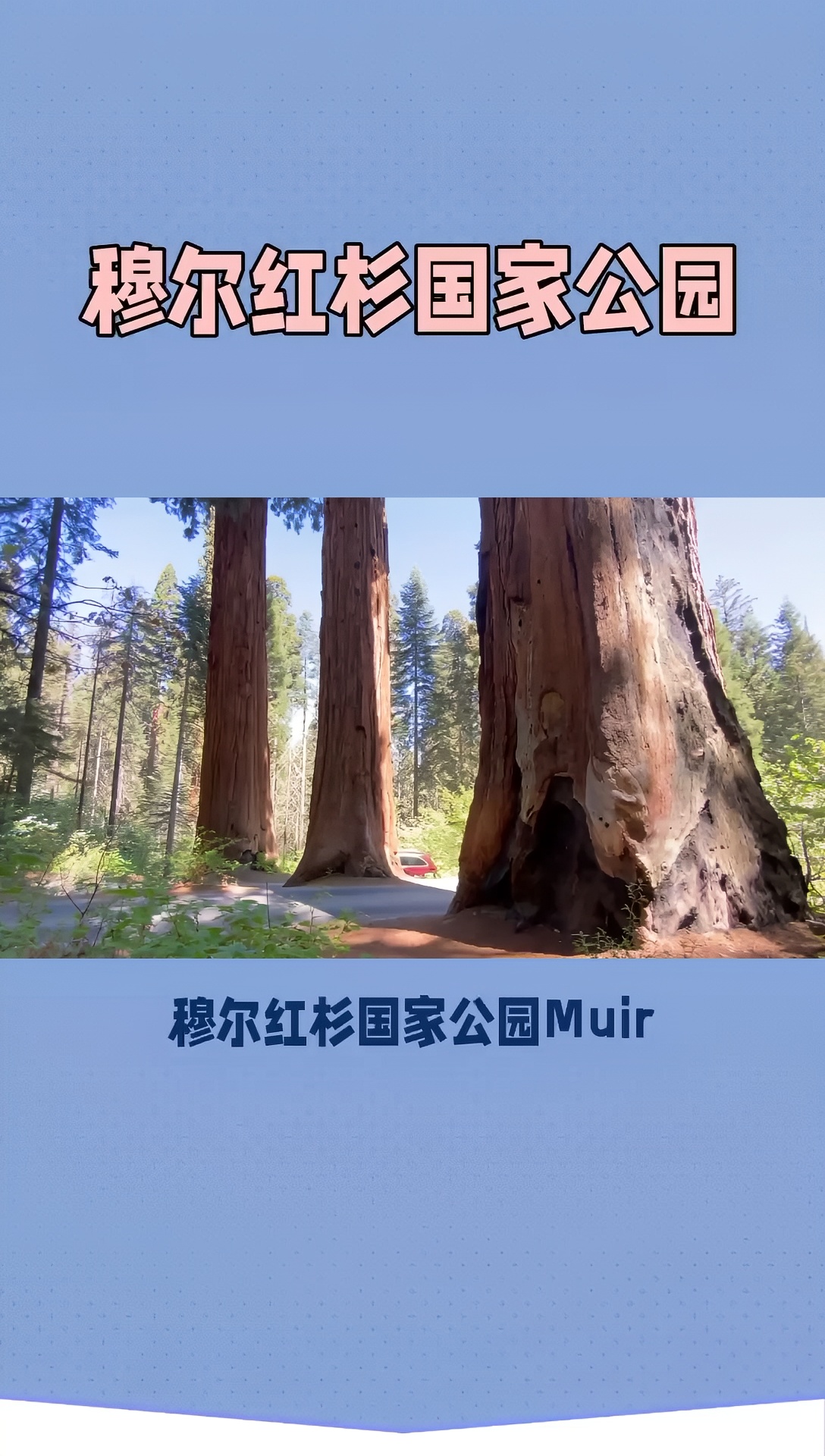 穆尔红杉国家公园：探寻千年红杉林的奥秘