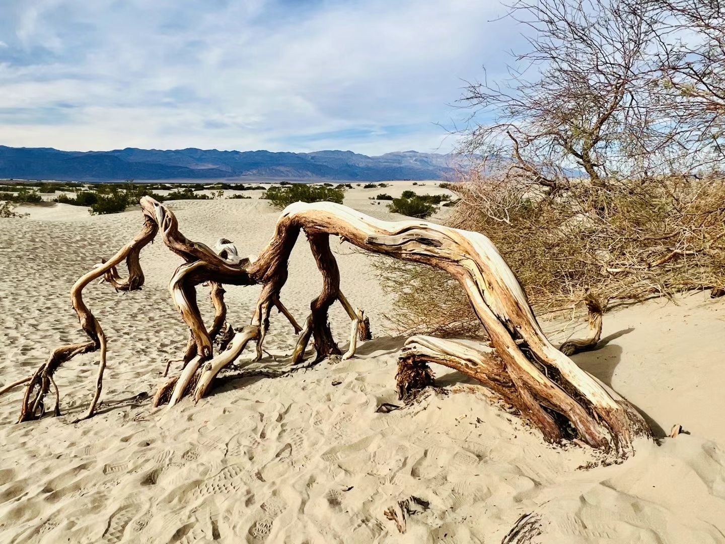 #冬日漫游指南 在美国死亡谷国家公园，赤脚踩在黄沙上，身心都得到了极致的放松。 死亡谷国家公园内有一