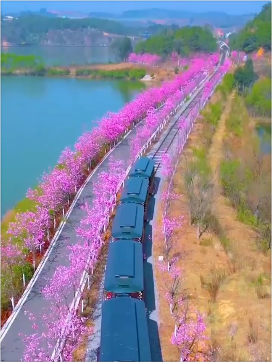 云南凤龙湾童话小镇樱花🌸