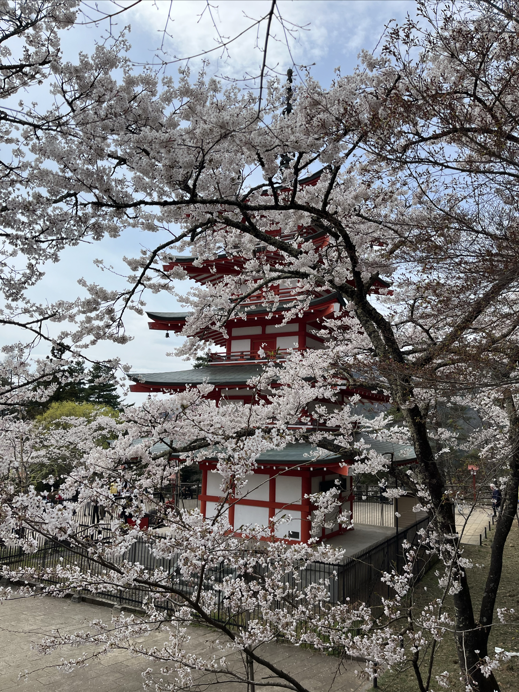 观赏樱花与富士山
