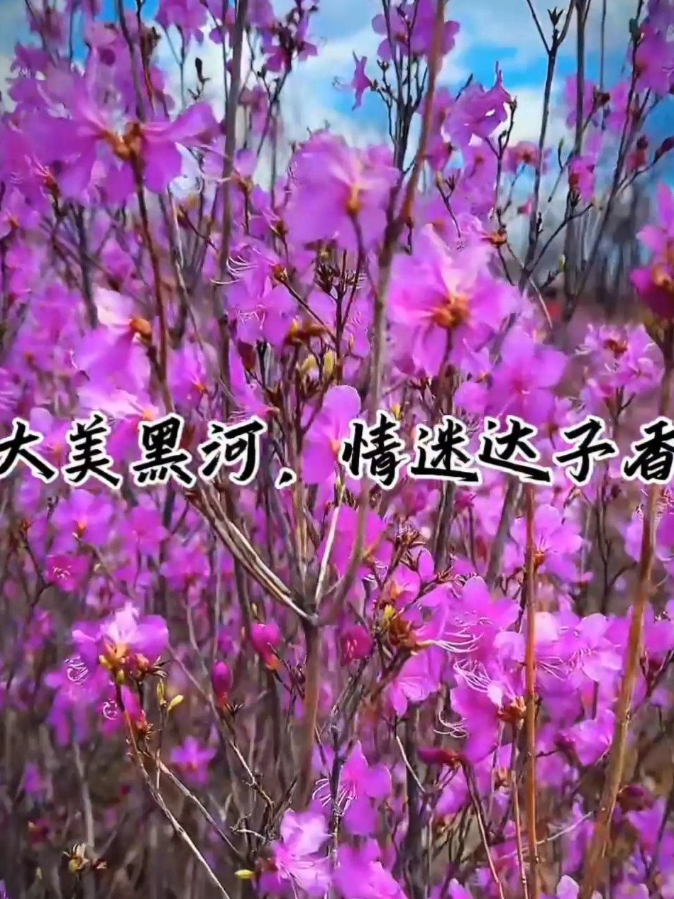 黑河达子香花海