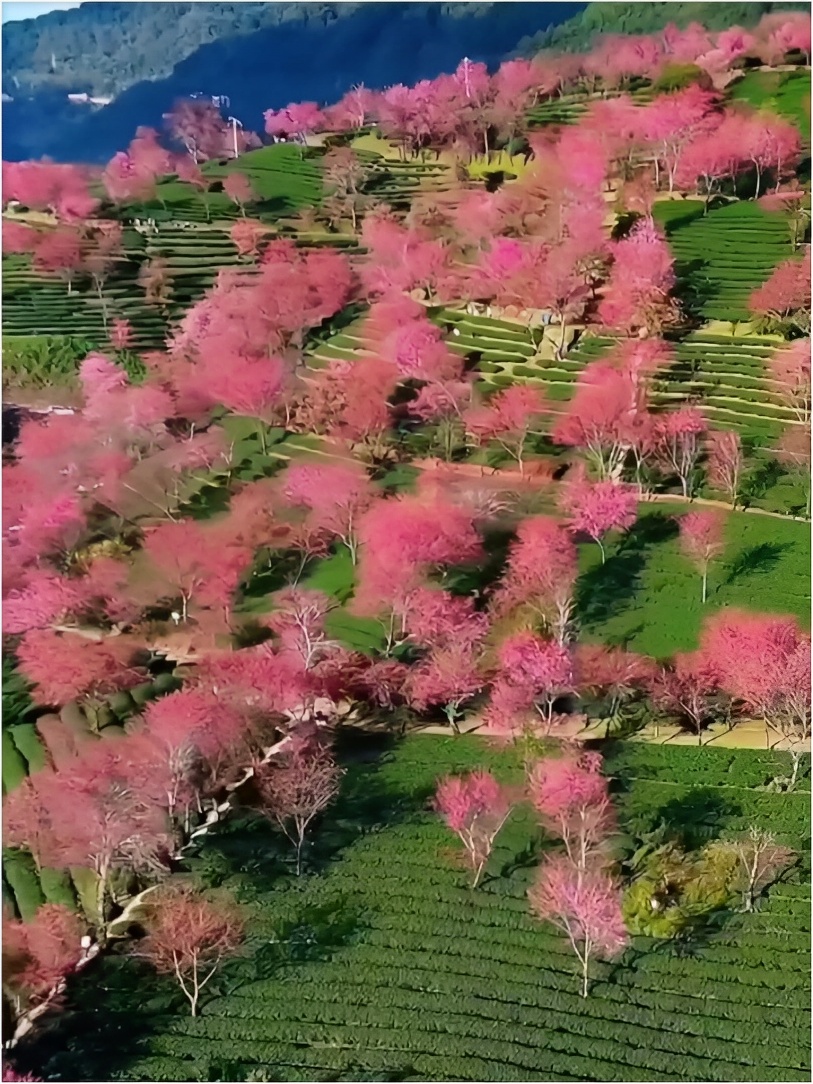 无量山樱花谷，春天最先到地方！