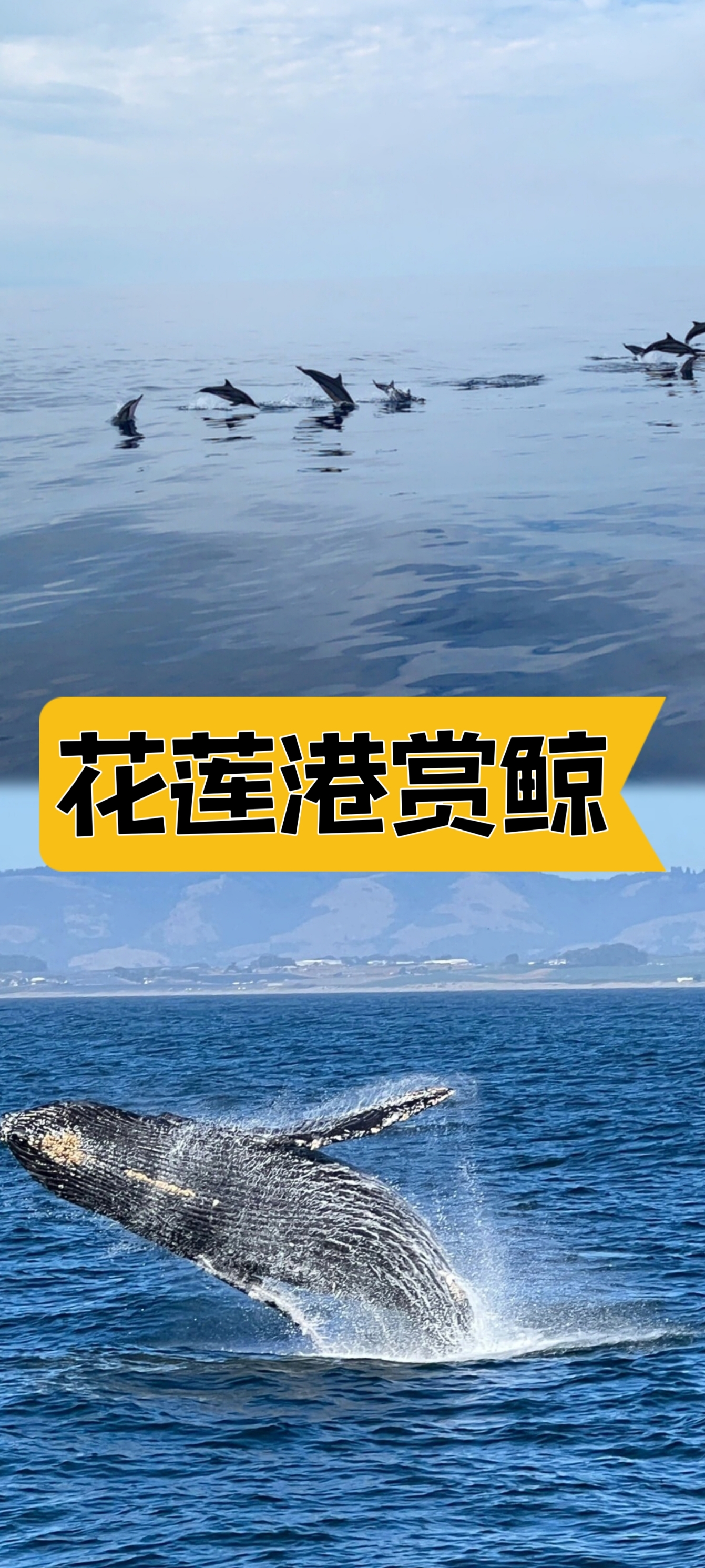 《花莲港赏鲸：一场与海洋巨兽的近距离接触》