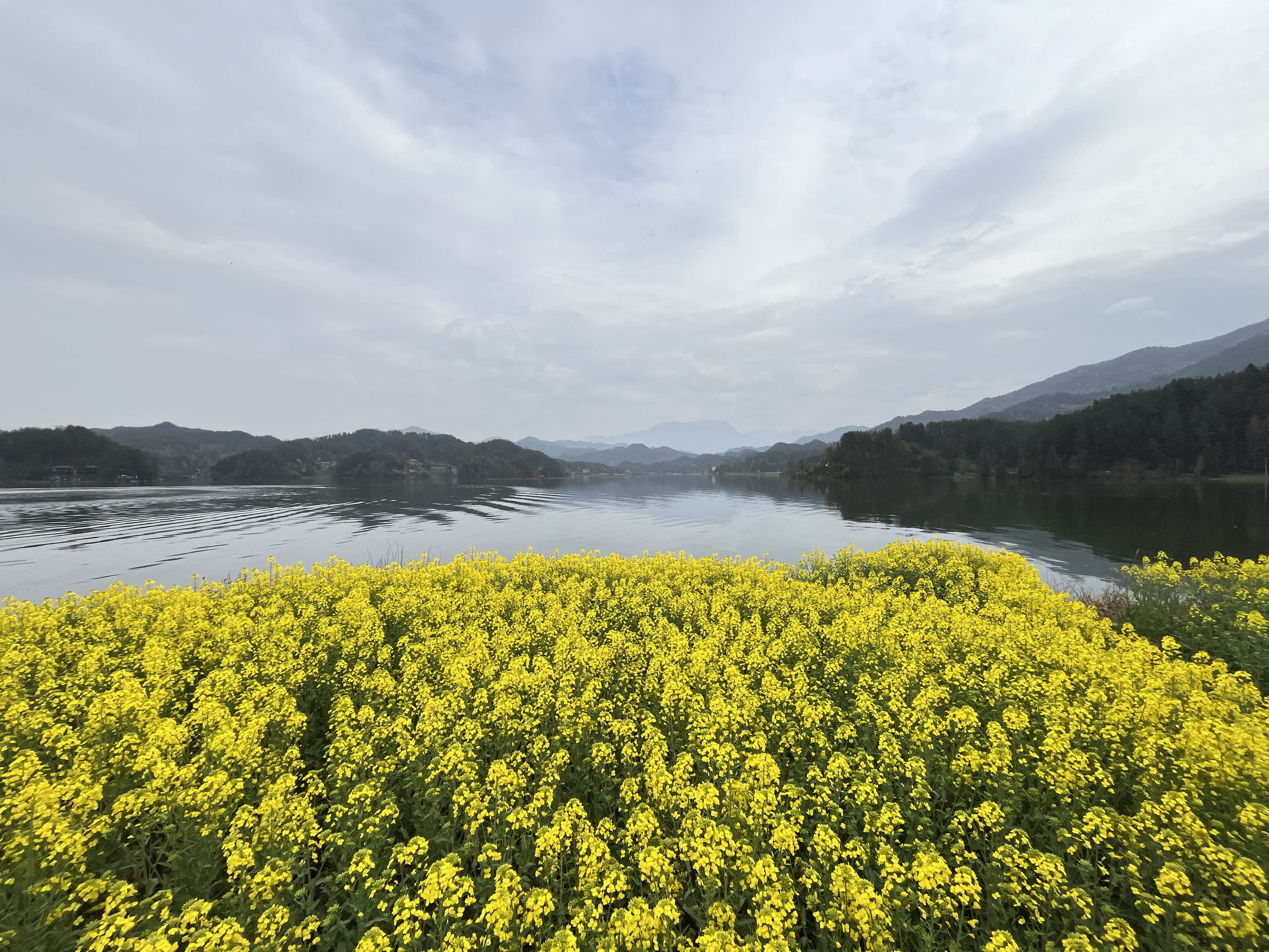 #春天玩点花的 来汉中赏油菜花，去到红寺湖拍的，对面是龙头山   #周末去哪儿