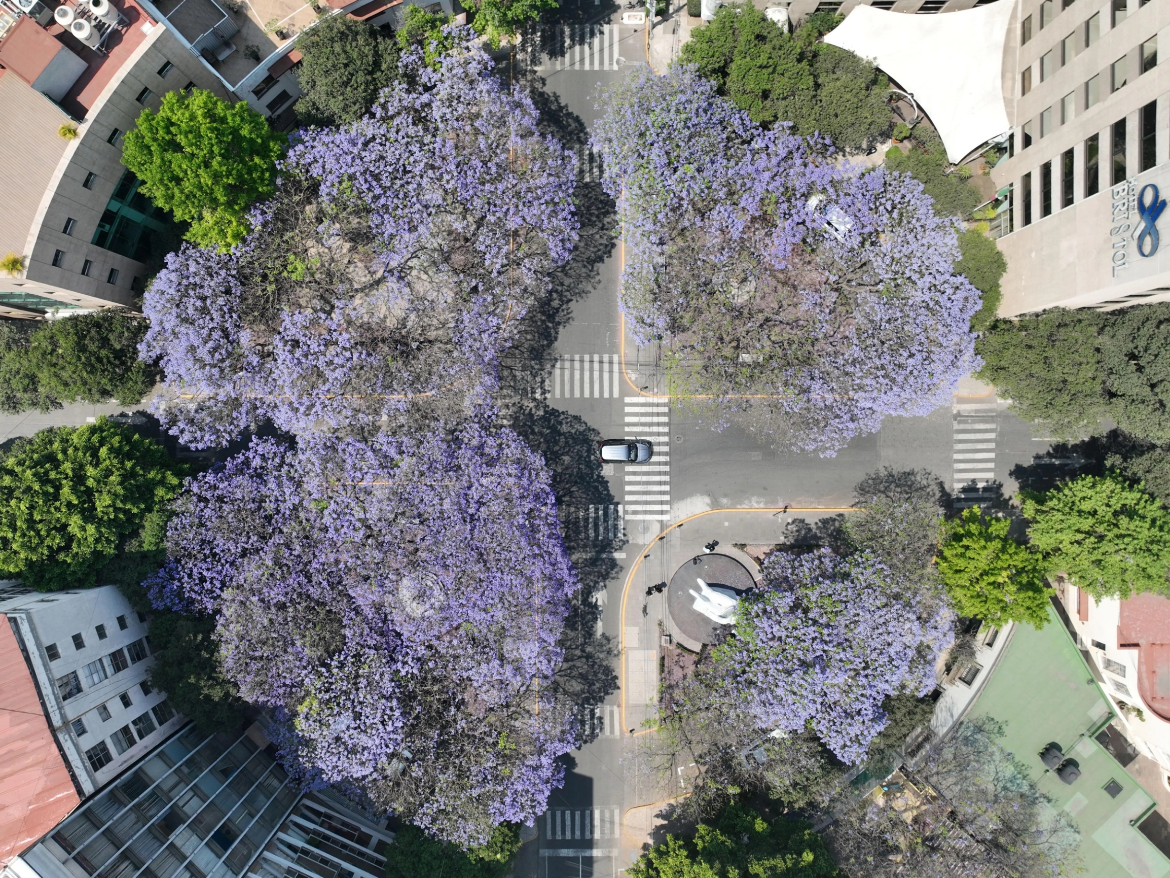 墨西哥城的春天是紫色的