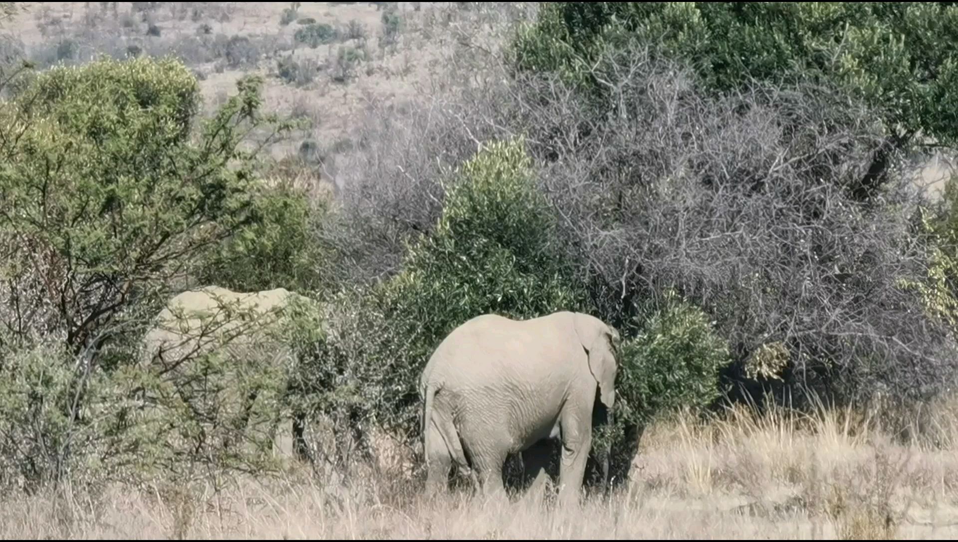 南非匹林斯堡野生动物保护区象群