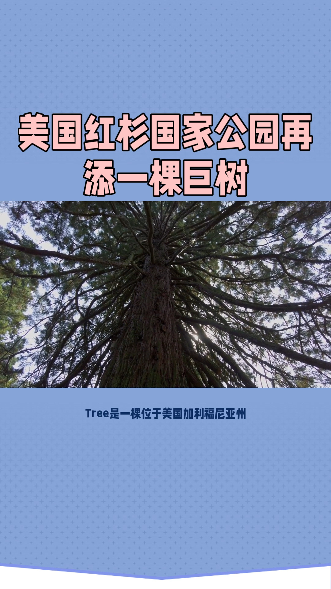 舍曼将军树：世界最大红杉树，见证千年历史