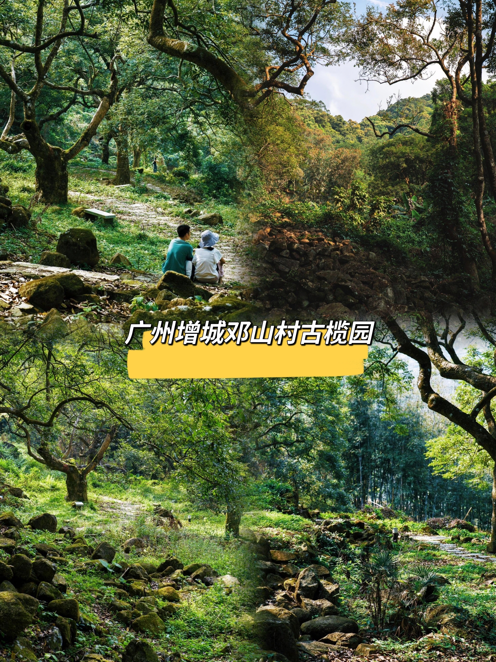 宫崎骏里的森林，小众打卡点推荐:广州增城邓山村古榄园