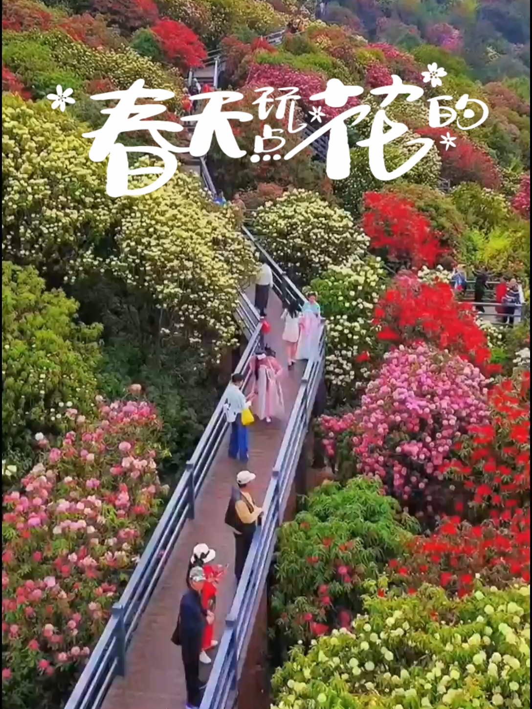 花的世界花的海洋约起来