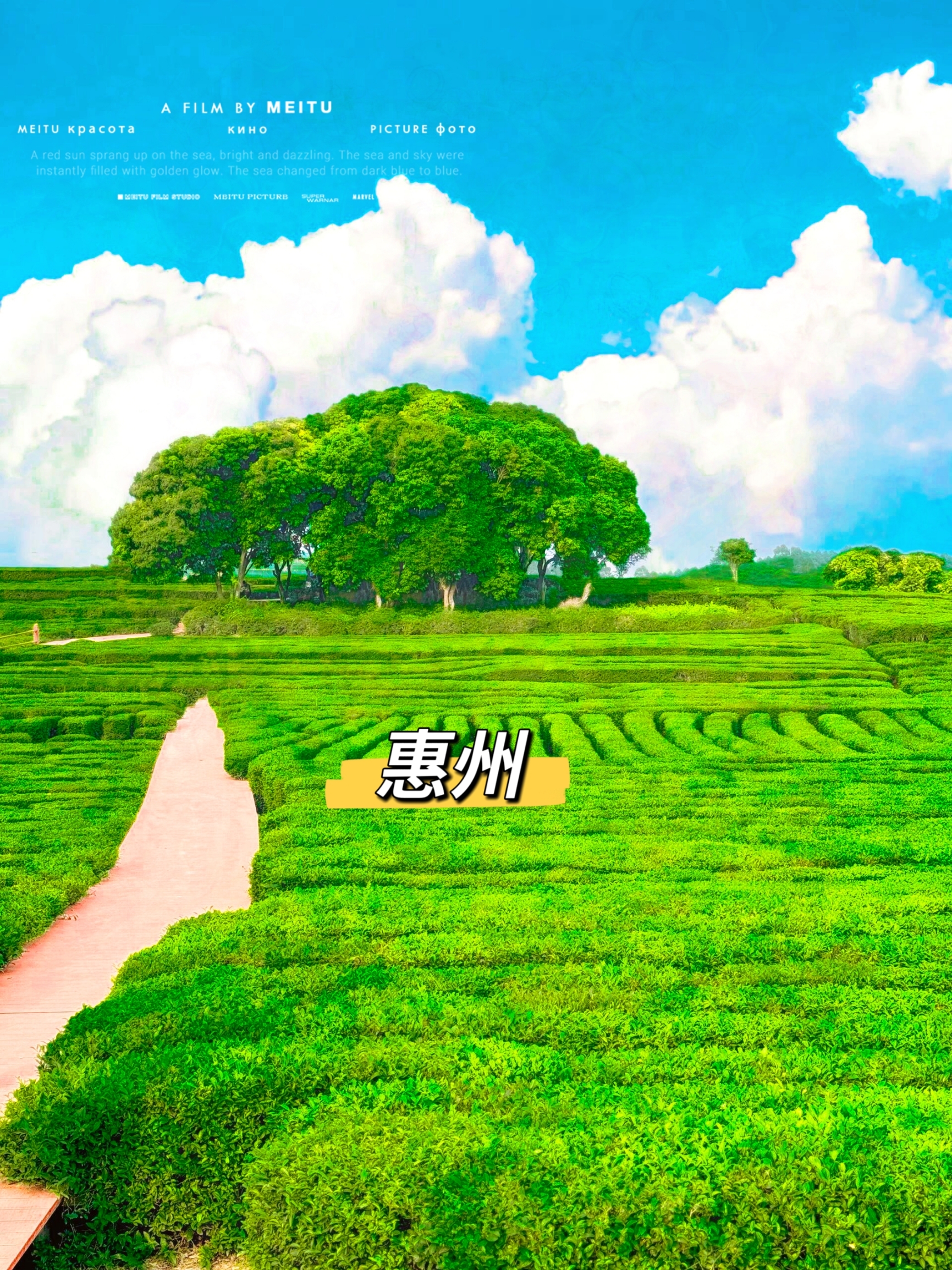 🎉探秘惠州的茶海仙境 — 遇见宫崎骏笔下的童话世界🎈