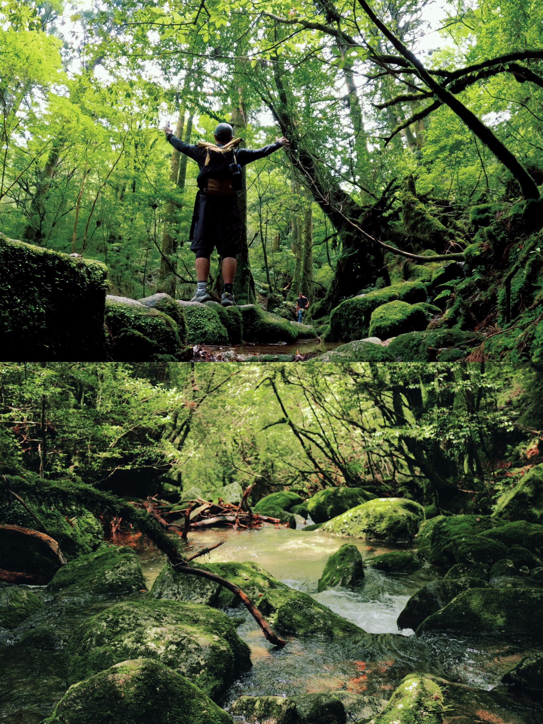 屋久岛 | 白谷云水峡，踏进宫崎骏的童话森林