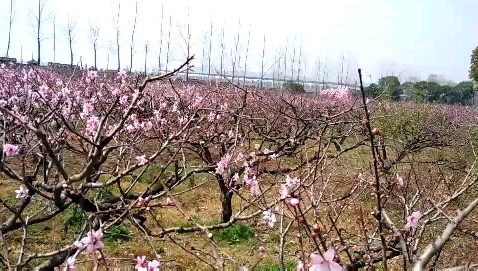 象山影视城十里桃花