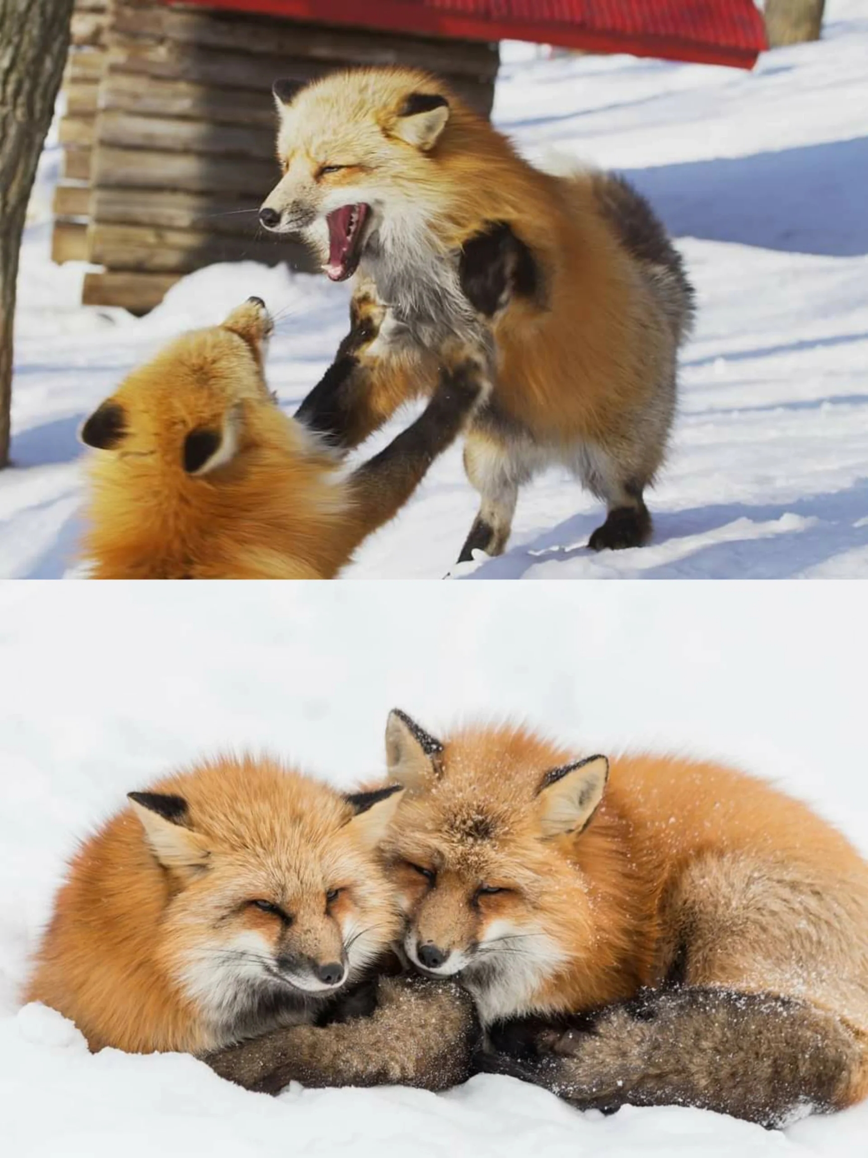 狐狸虽可爱但还是野生动物近距离还是要做好防护
