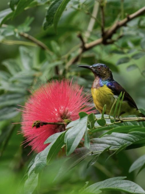探秘婆罗洲：热带雨林的生命奇迹