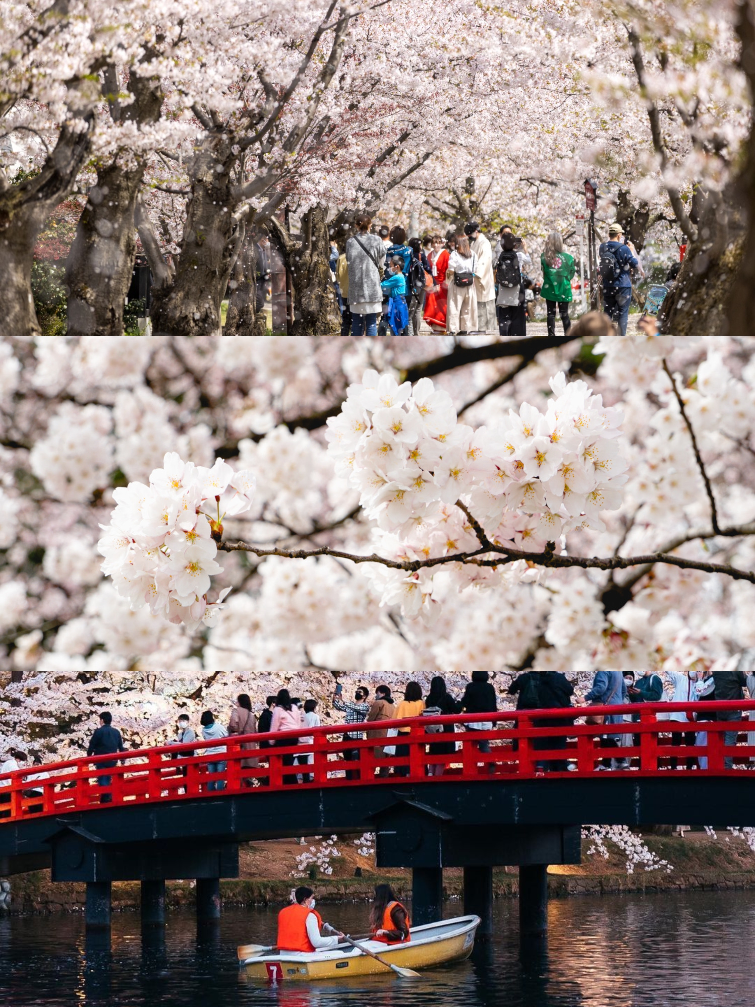 🌸弘前樱花祭｜赴一场日本醉美樱花盛宴